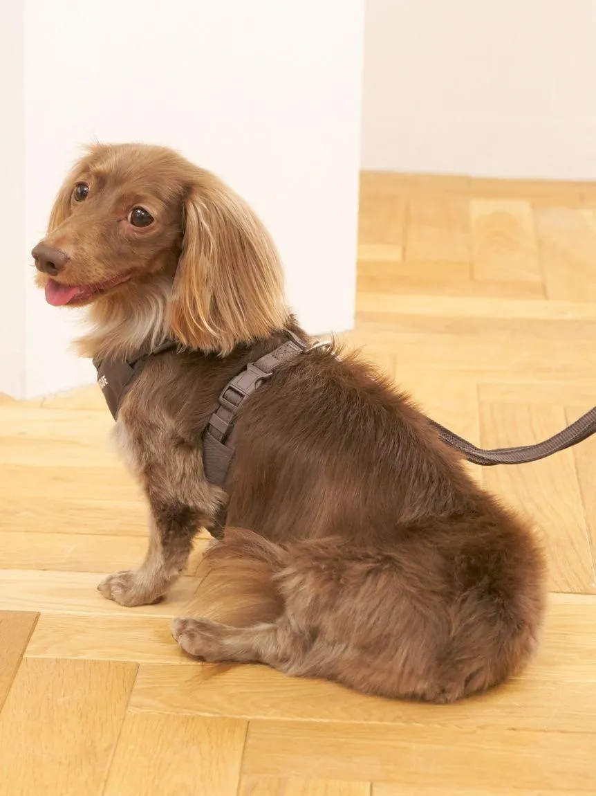 [CAT & DOG] Open-Back Harness gallery 8